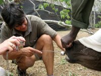 Probang sampling of immobilised buffalo