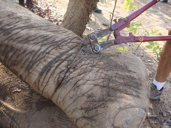 Removing snare from Bigboy the elephant