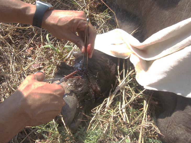 Removal of buffalo snare