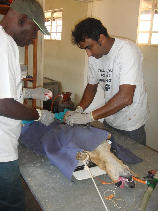 Dr Vinay Ramlaul spaying at Ndlovu Animal Helath Centre