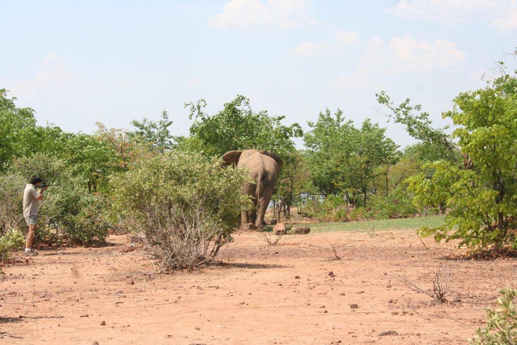 Keith about to dart snared elephant