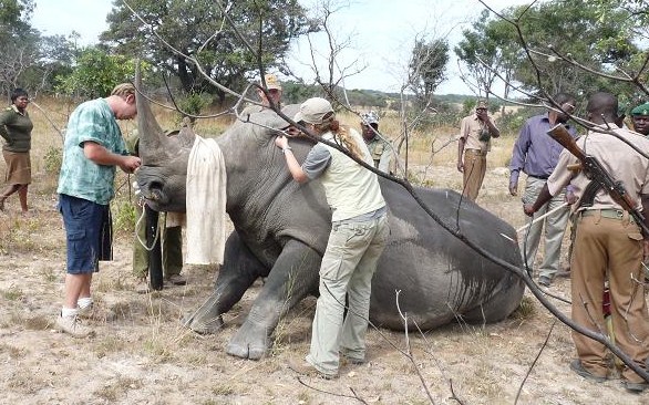 Lisa partially antidoting a sedated rhino Lisa partially antidoting a sedated rhino