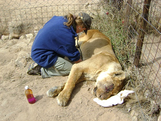 Masvingo lioness