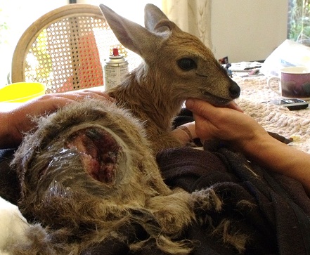 Sylvie the duiker with dog attack wound