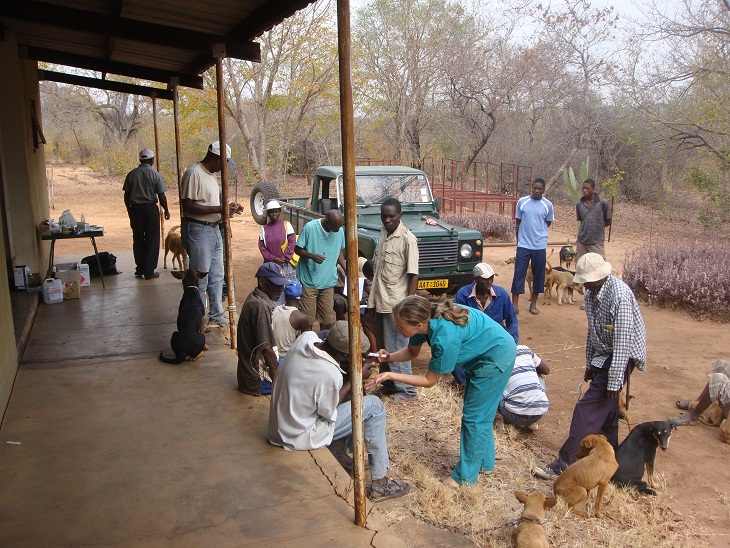 Vaccinating at Ndlovu Animal Health Centre