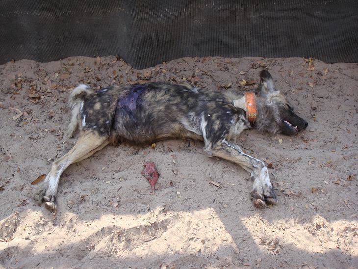 wild dog recovering from operation