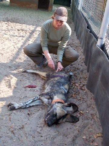 wild dog treated for wound