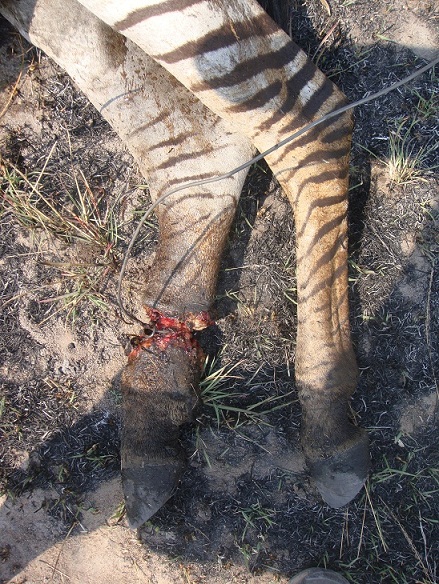 Zebra rear leg with severe snare damage