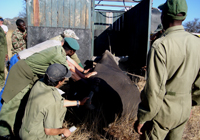 picture of white rhino about to be loaded into crate