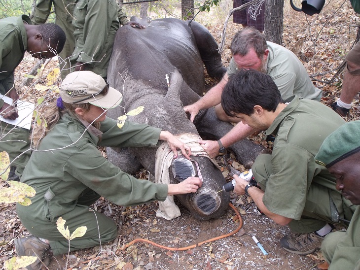 Implanting a microchip in a dehorned rhino