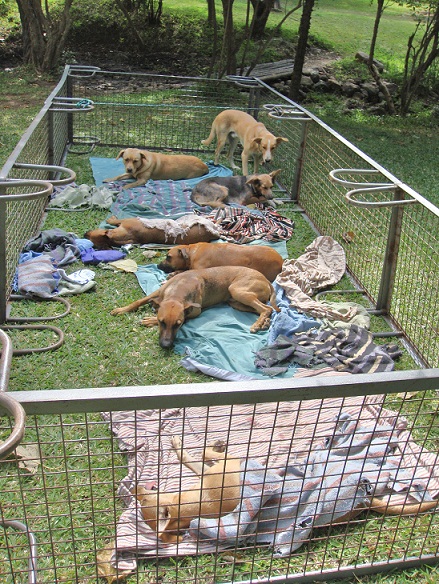 Dogs recovering in makeshift pen