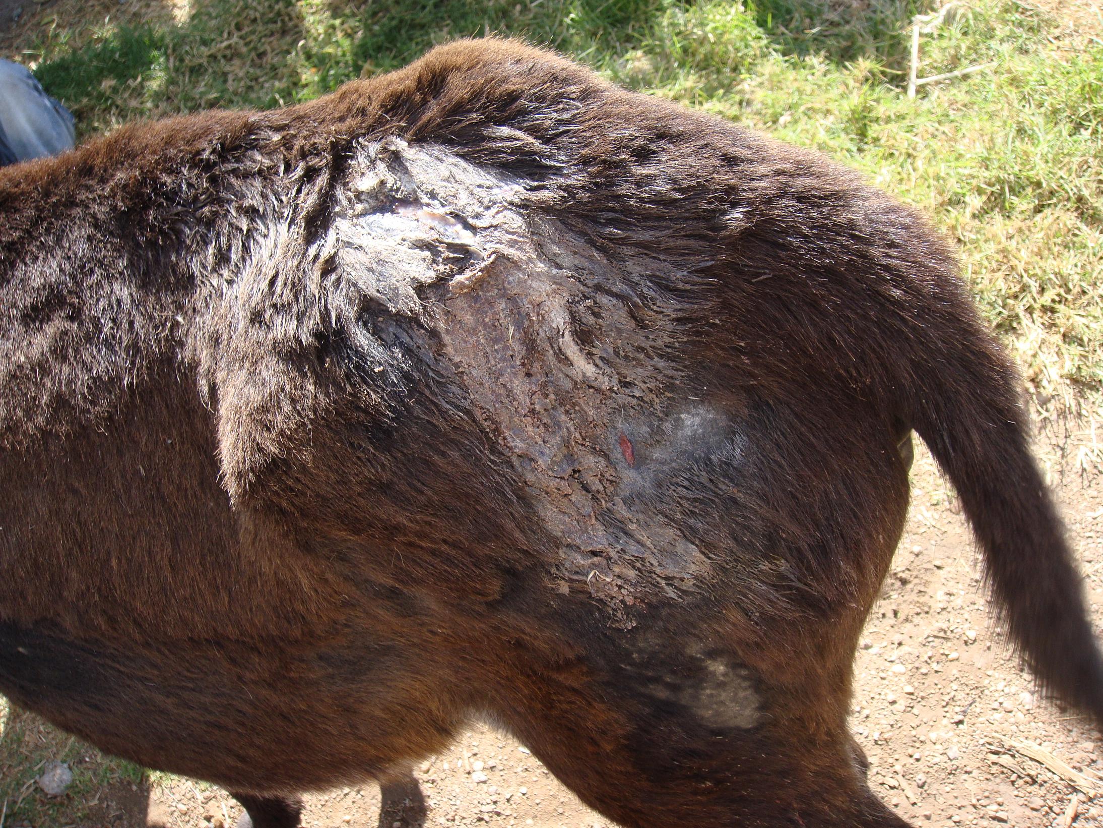 axe wound on donkey rump