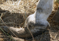 picture of a donkey's overgrown hoof