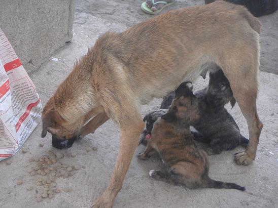 pups feed from lactating mother