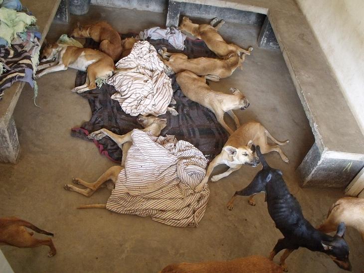 Dogs recovering from sterilisation operations