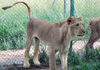 picture of Nduna the lion