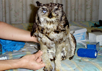 picture of Owlie shortly after his acciedent