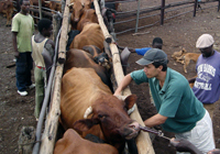 picture of cattle being tested in Maramani