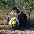 thumbnail of dehorned rhino painted with road paint to make it visible from the helicopter