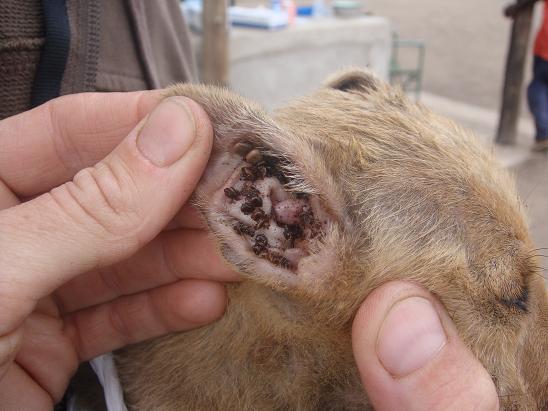 pups ear covered in ticks