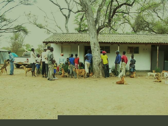Villagers wait to have their dogs spayed