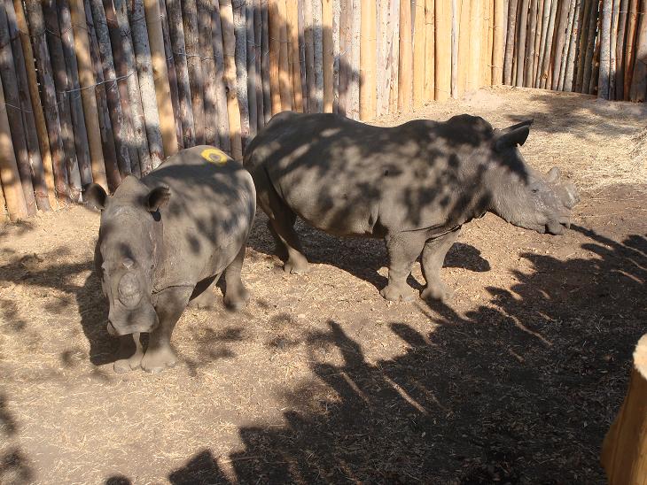 white rhino in boma at Imire