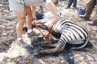 Zebra snare removal