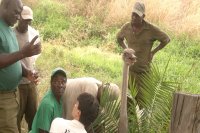 ostrich treated for pneumonia