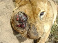 Lioness with tumour
