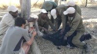 treating laceration on ostrich neck