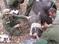 Rhino dehorning