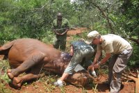 Treating rhino Kapfupi