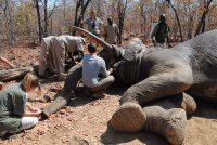 Treating Kariba ele