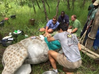 Keith performing surgery on giraffe's perforated abdomen