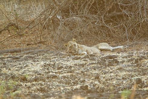 Lioness coming round from anaesthetic