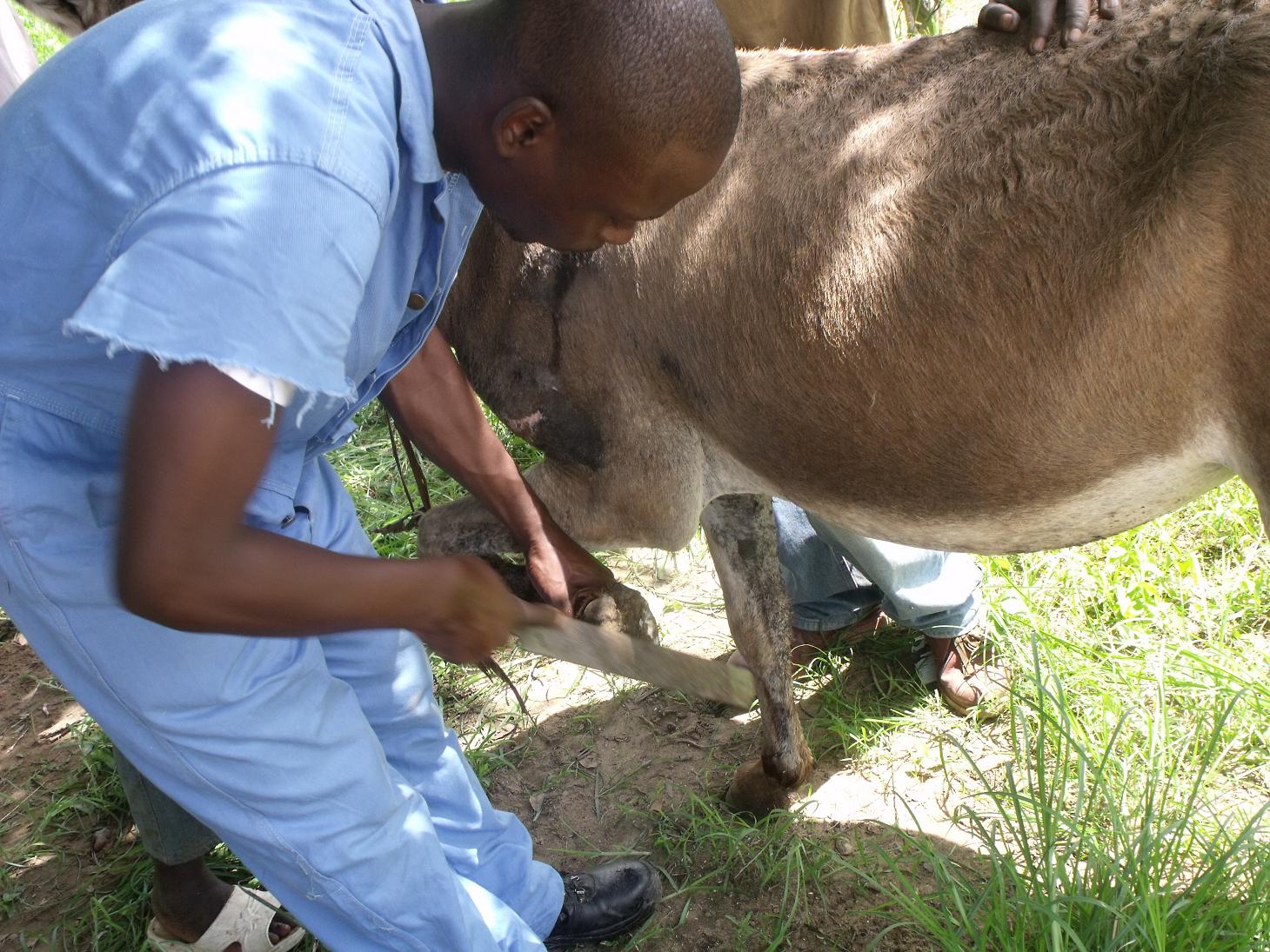 Erick filing donkey's hoof