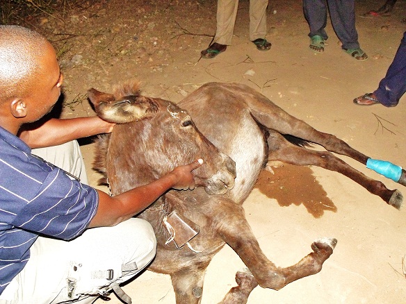 Erick with anaesthetised donkey