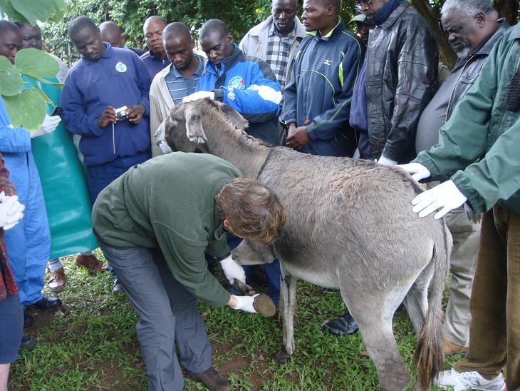 Dr Karen Reed demonstrates examination of hoof