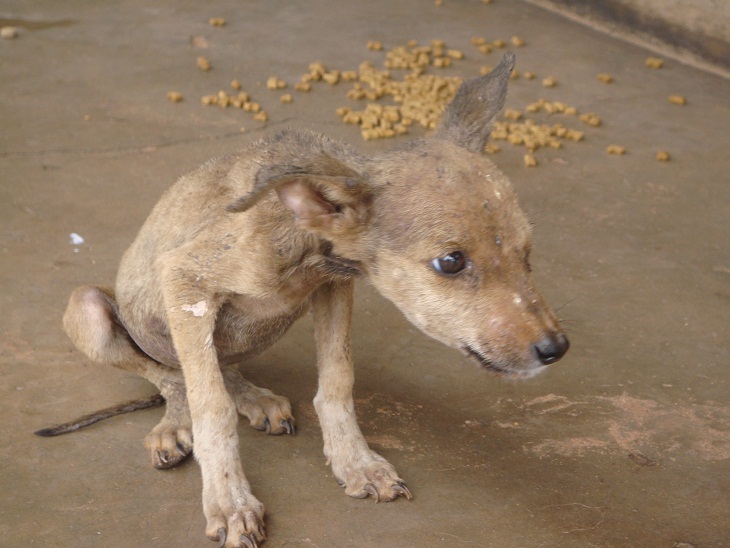 Scrawny pup after eating oats and sardines