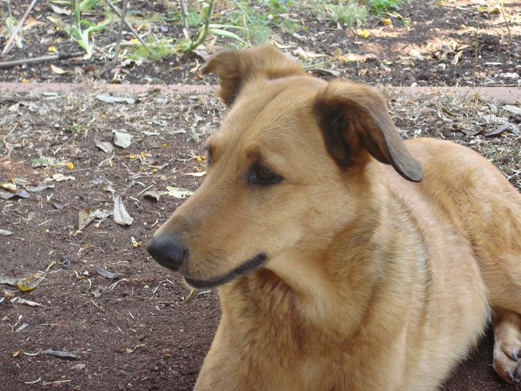 Picture of the vets' dog Matsumi