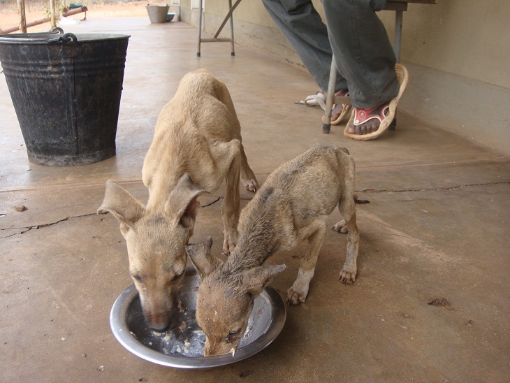 Skinny pups taking advantage of our presence