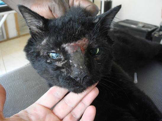 Battle scarred feral cat