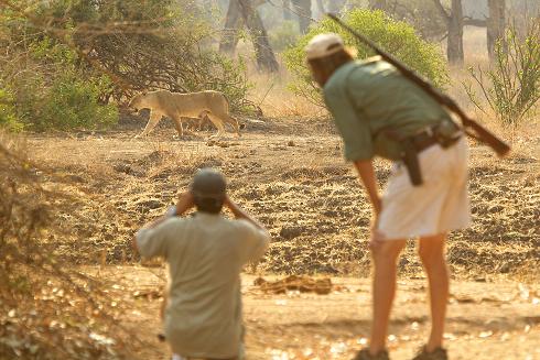 Daughter and cubs frustratingly making their way to immobilised lioness