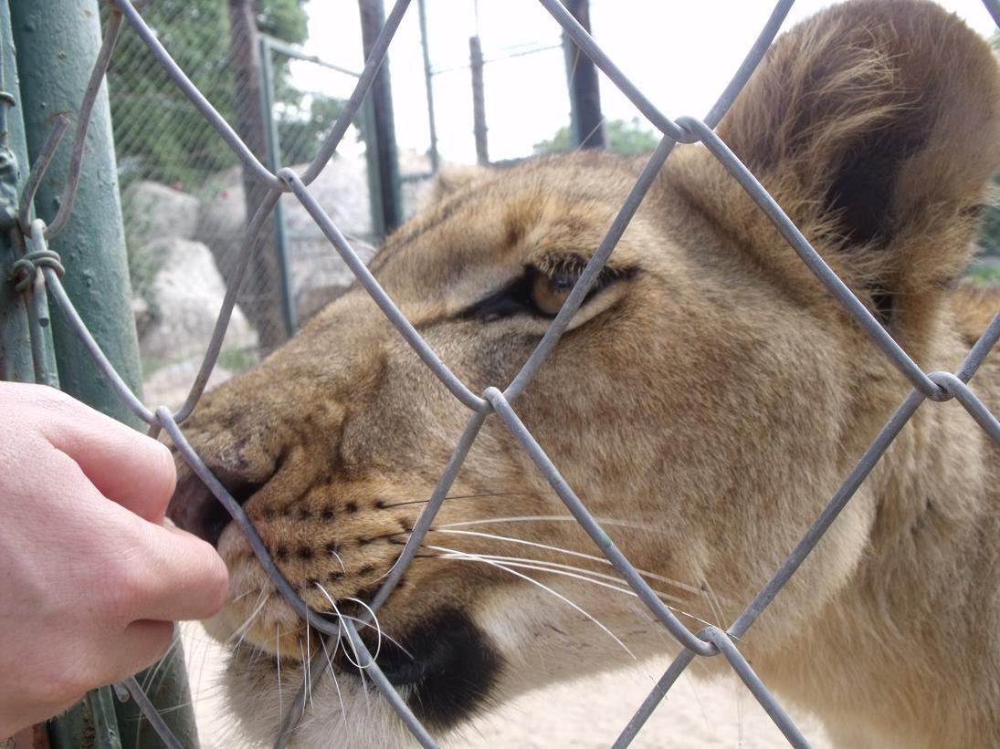 juvenile lioness in masvingo