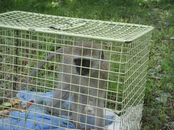 Molly the juvenile vervet monkey