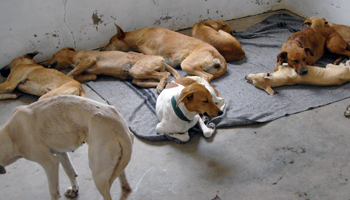 spayed dogs in recovery room