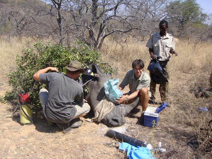 Keith cooling rhino horn implant