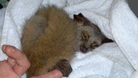 Bushbaby with respiratory problem