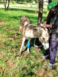 Leg wound bandaged