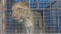 Lioness in crate